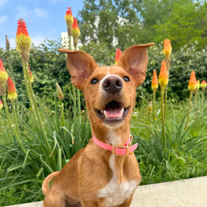 COLLAR BLOSSOM BRUNCH