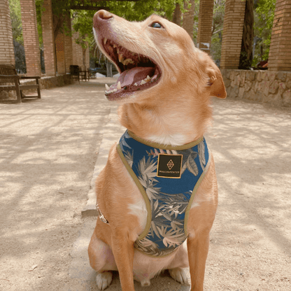 Perro con arnés ajustable con malla transpirable de tela 100% algodón diseñado y elaborado a mano en Barcelona, España