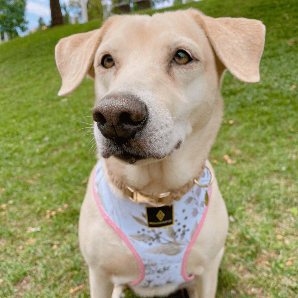 Perro con arnés ajustable con malla transpirable de tela 100% algodón diseñado y elaborado a mano en Barcelona, España