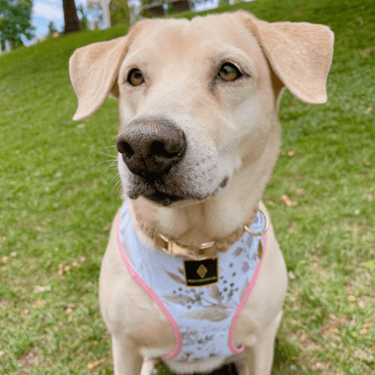 Perro con arnés ajustable con malla transpirable de tela 100% algodón diseñado y elaborado a mano en Barcelona, España